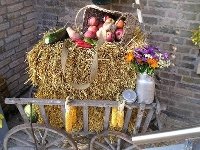 une grande variété d'animaux