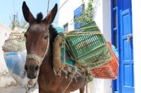 Vollbepackter griechischer Maulesel  