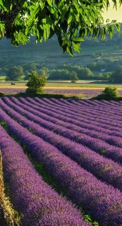 Holiday home vacation in France